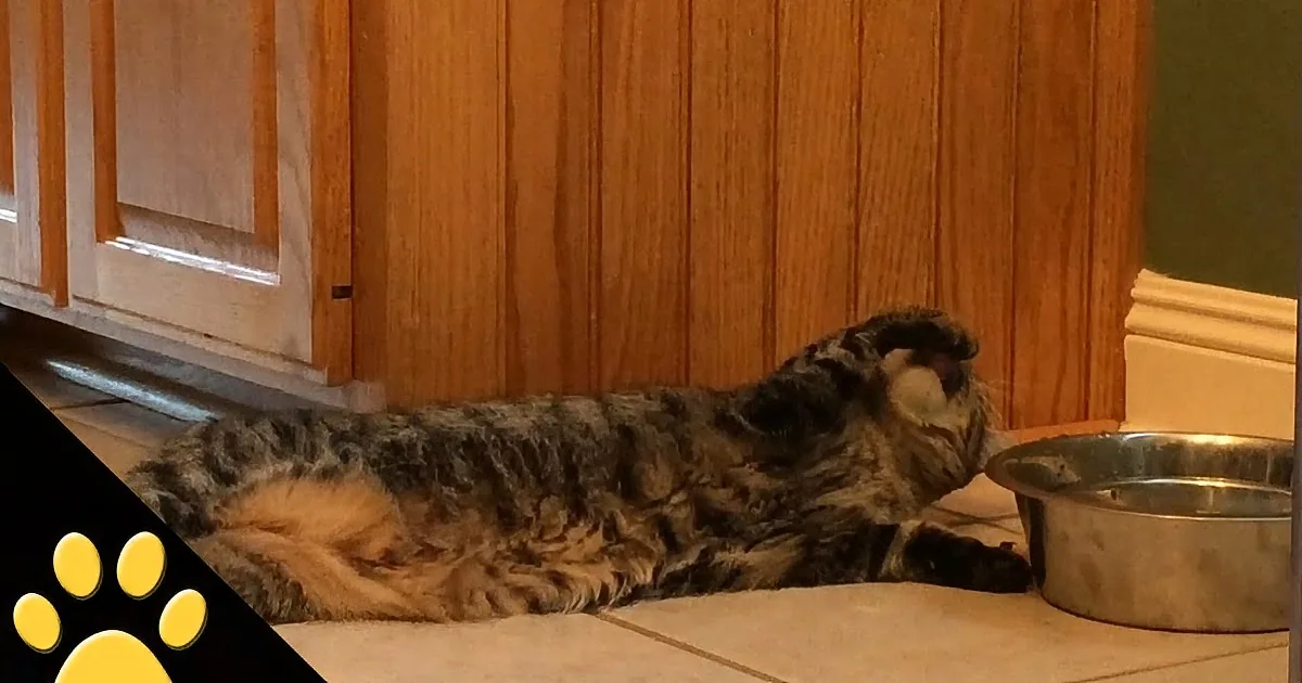 A tabby cat lounges on the floor, head near a water bowl, with a paw print graphic in the corner.