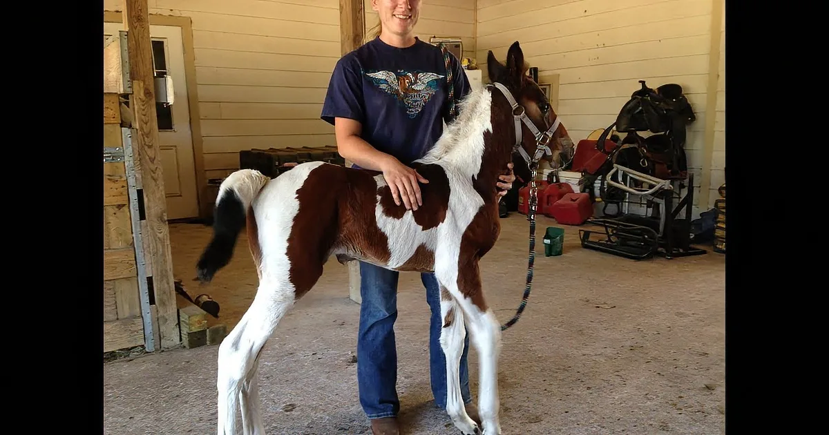 Baby Horse Loves to Play Outside. Wait Till You See Who Shows up on the Camera Next! LOL!