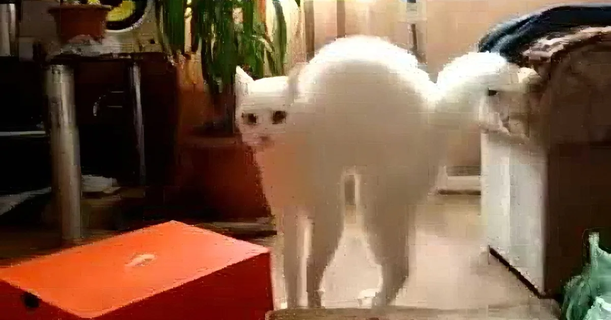 A white cat stands on its hind legs, appearing to be in a playful or curious pose.