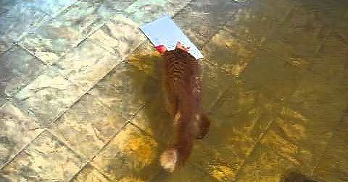 Don't Ever Give Your Cat a Singing Birthday Card. Watch What Happens!