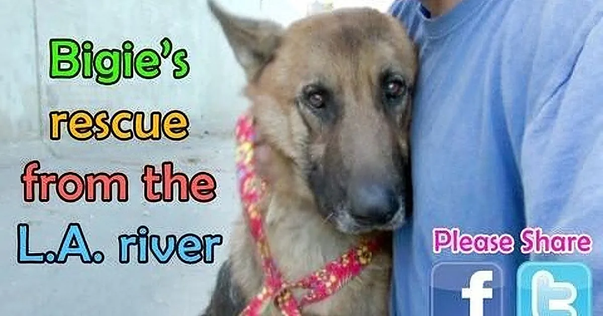 This German Shepherd Was Abandoned. but His Rescue? I Haven''t Seen Anything Like It!