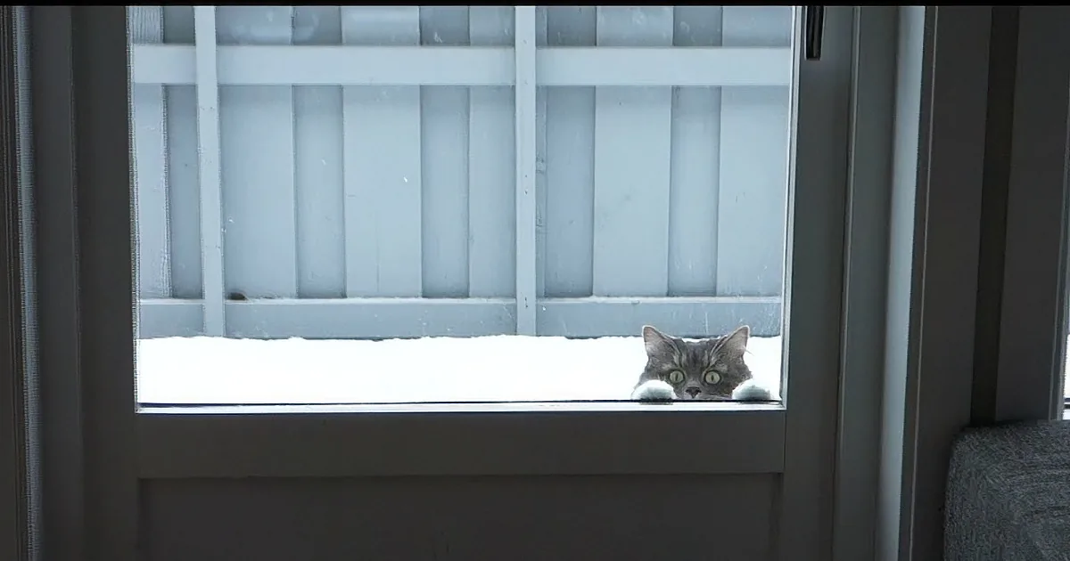 This Cuddly Kitty Really Wants to Go in the Snow. You'll Never Guess What She Does Next! OMG!