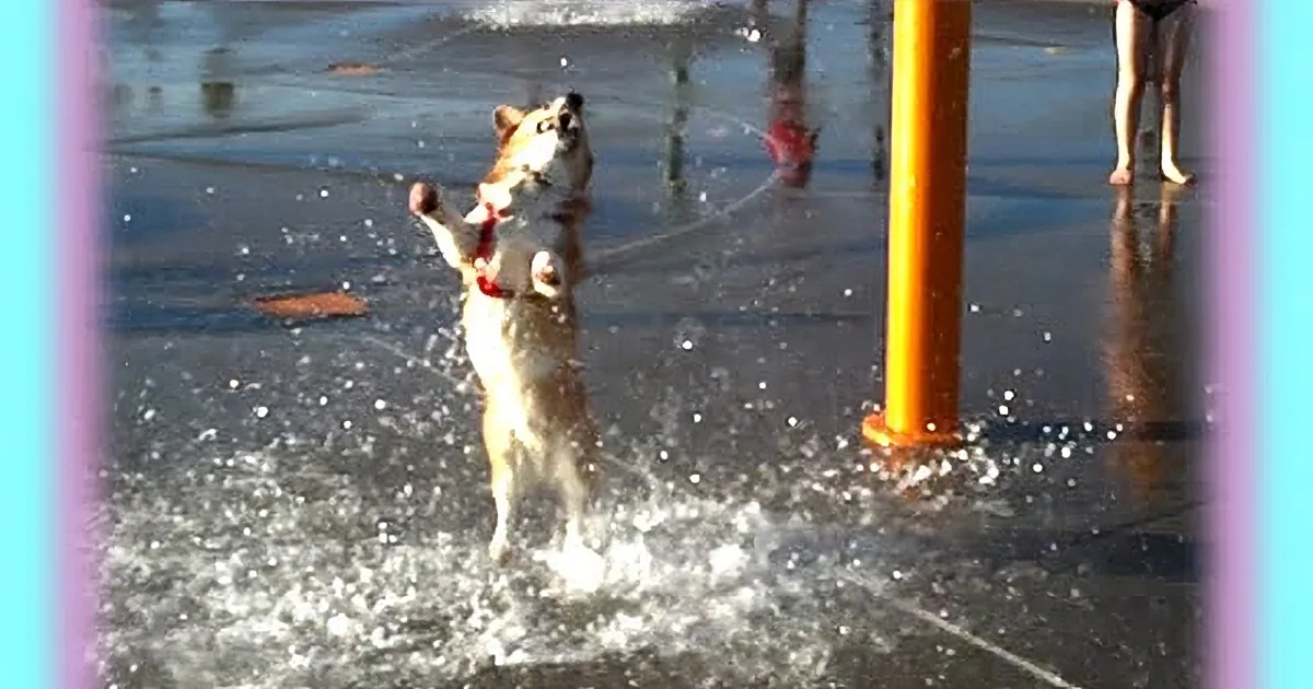 When I Saw This Dog''s Reaction in the Waterpark! Hysterical!