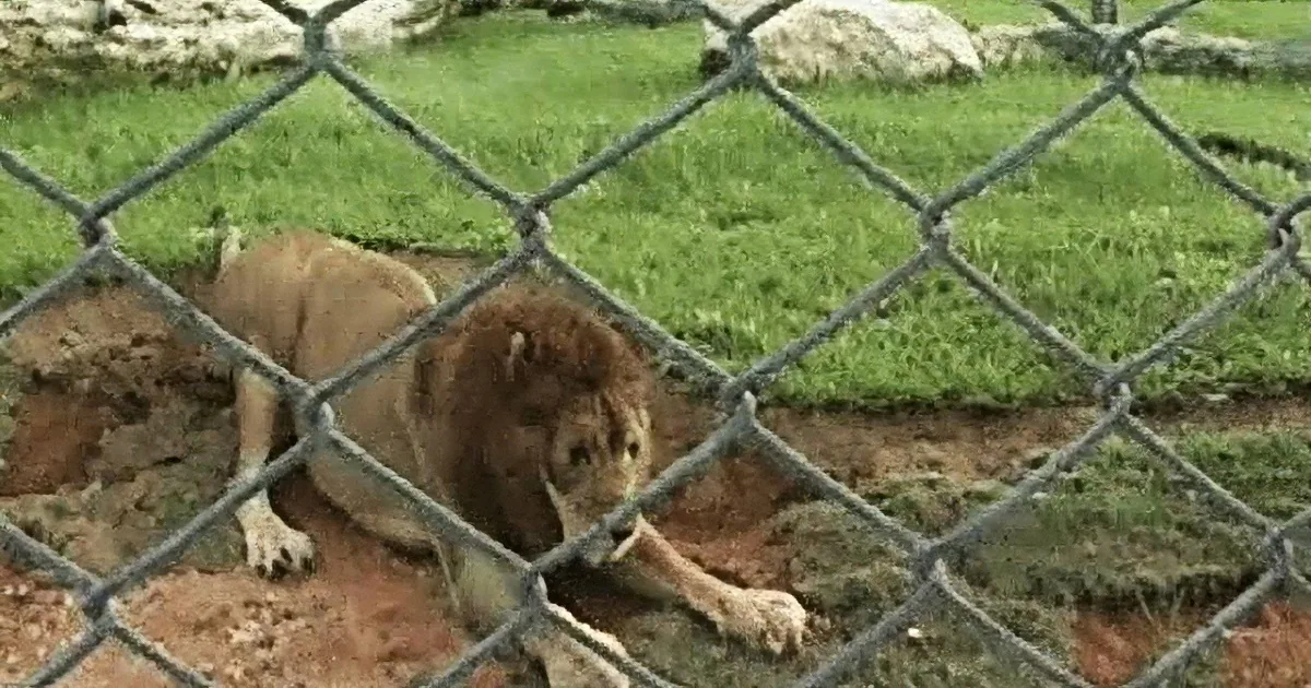 A lion lies on the ground behind a chain-link fence in a grassy enclosure.
