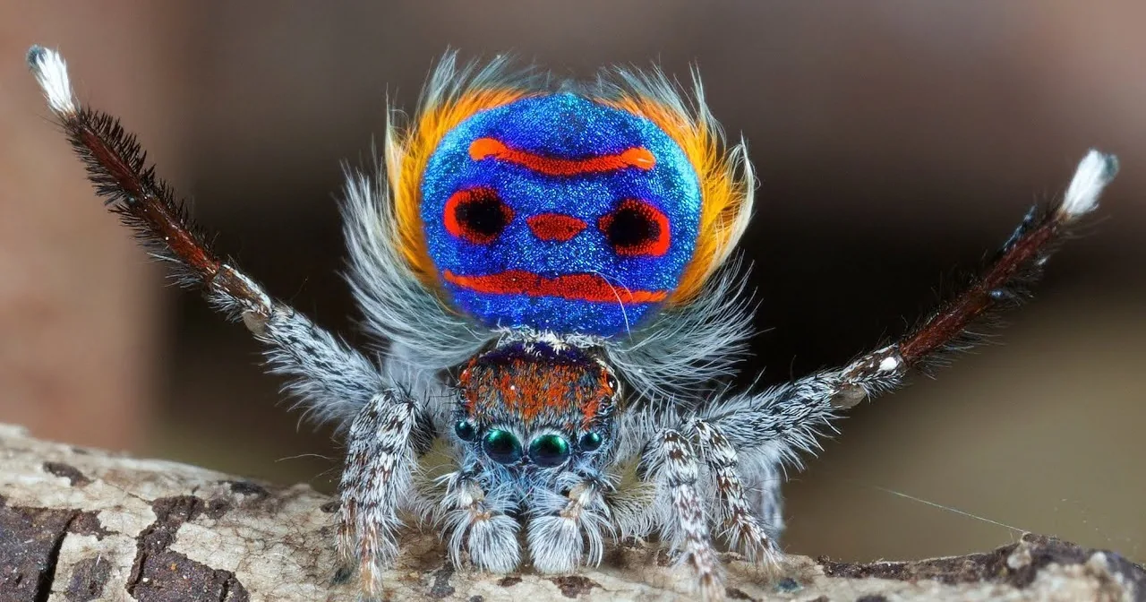 A vibrant blue and orange spider with a fuzzy face sits on a tree branch.