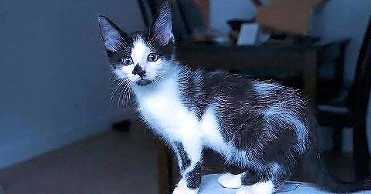A black and white kitten with a curious expression is the main subject, surrounded by smaller images of its paws.