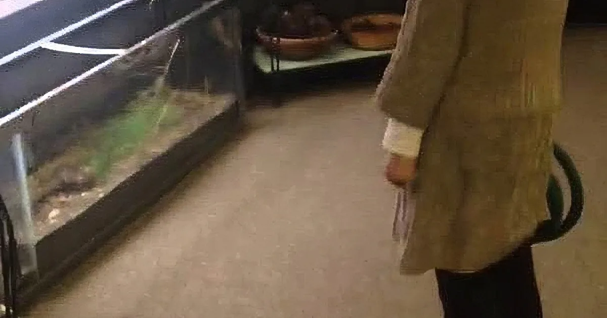 A person in a brown coat walks past a terrarium with a lizard inside.