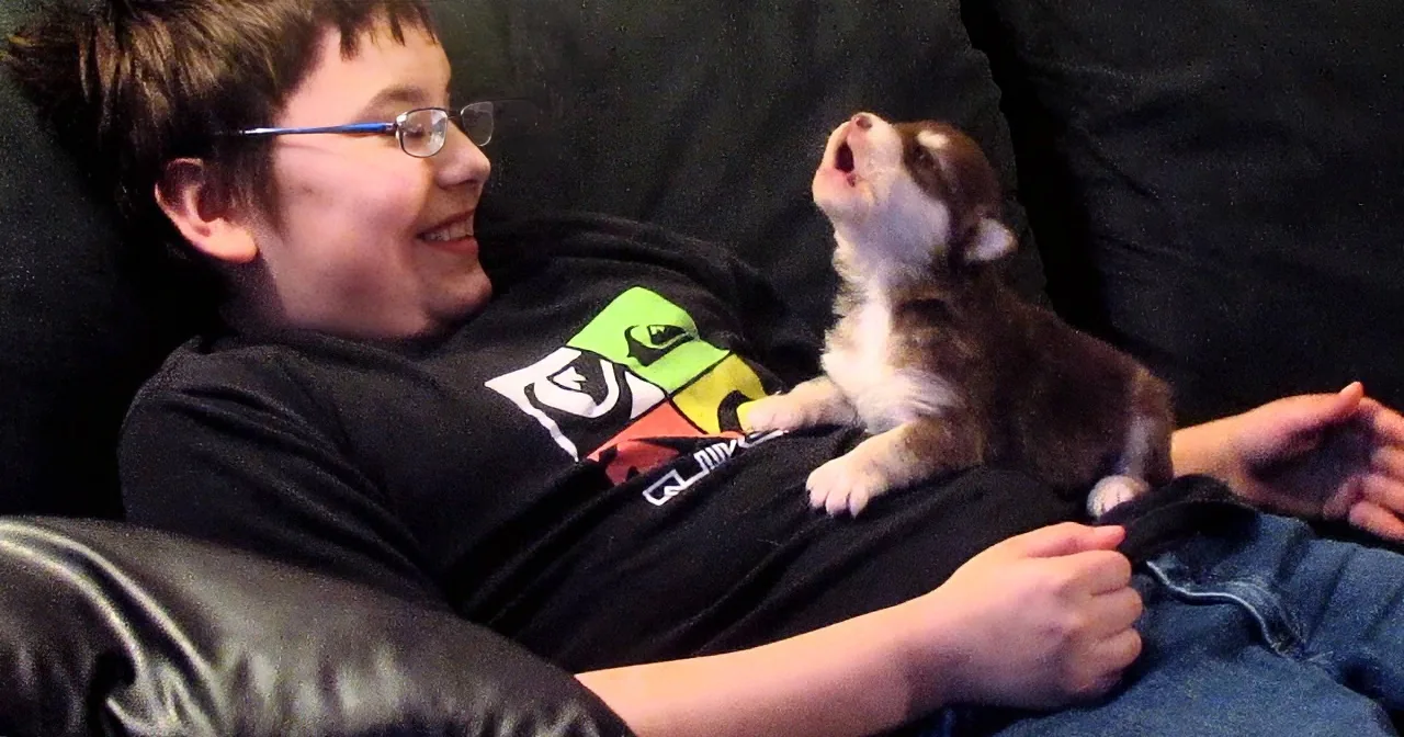A boy wearing glasses and a black shirt is lying on a couch, smiling as a small brown and white puppy sits on his lap.