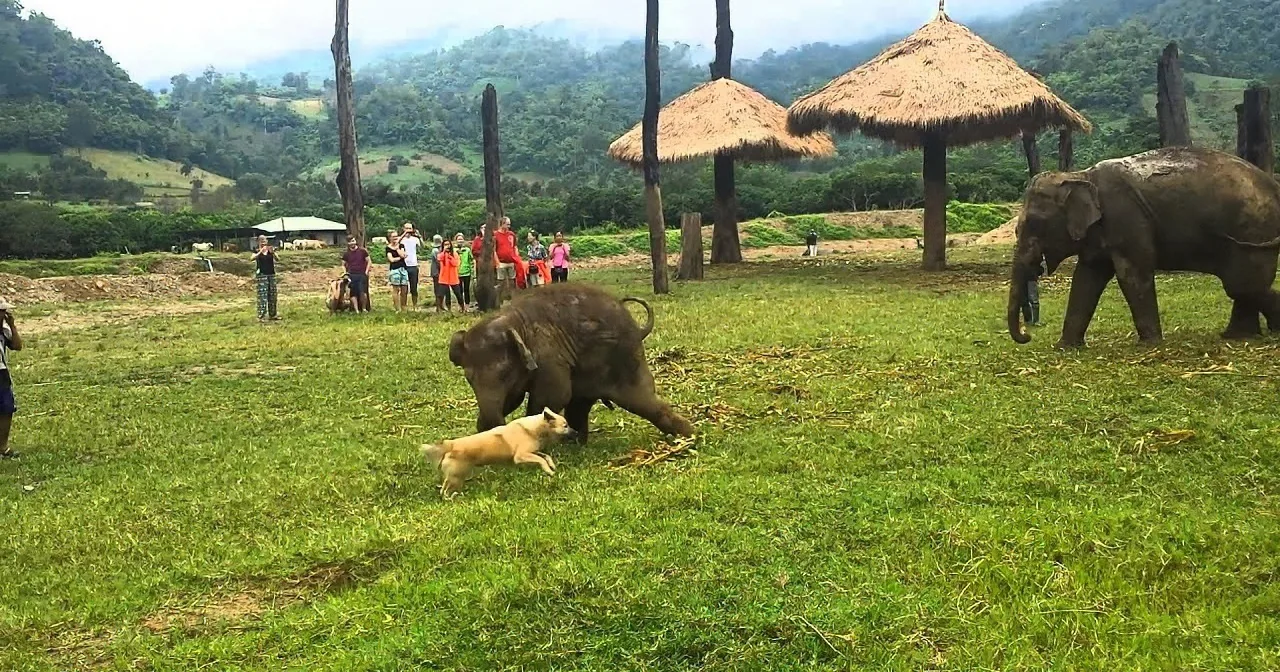 This Baby Elephant Starts Chasing That Dog. When He Couldn''t Catch Him, His Reaction Was Priceless!