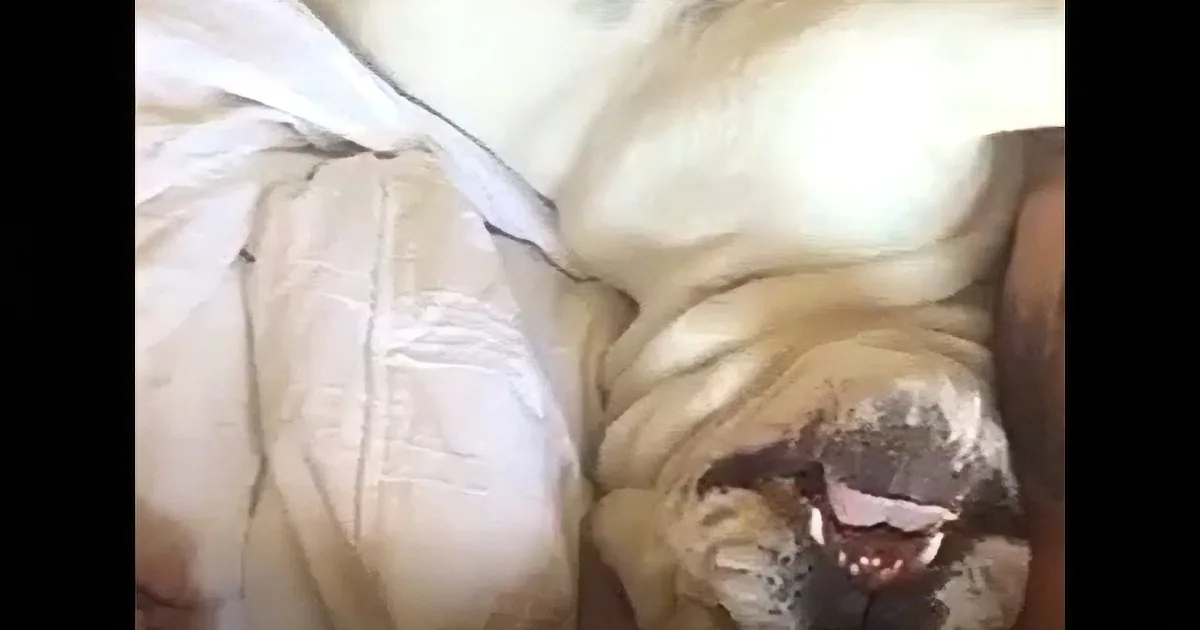 He Tries to Wake His Lazy Bulldog, He Can''t Stop Laughing at the Reaction He Gets! Rofl!