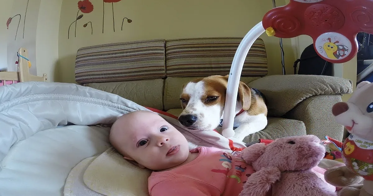 She Started Recording Her Baby, She Wasn''t Expecting Her Dog to Do This! Amazing!