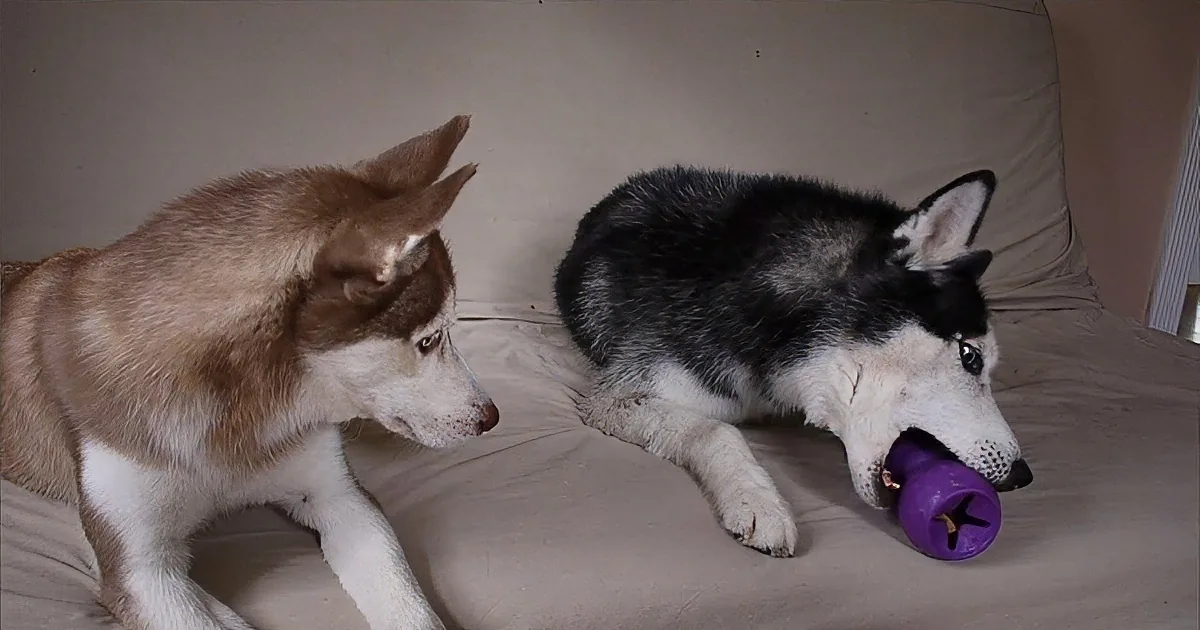 Two huskies, one brown and one black, are interacting with a purple toy on a beige couch.