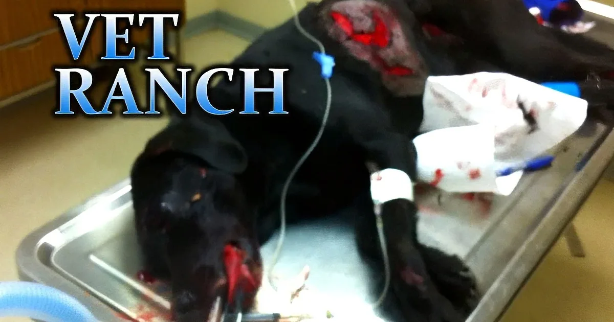 A black dog with a severe injury on its face is lying on a veterinary examination table.