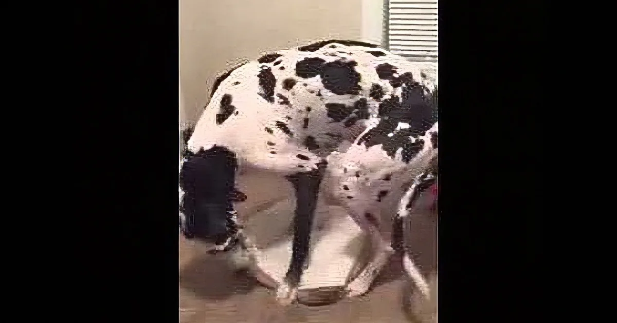 When This Great Dane Circles Around a Poodle Couch, I Never Expected Him to Do This! Gorgeous!