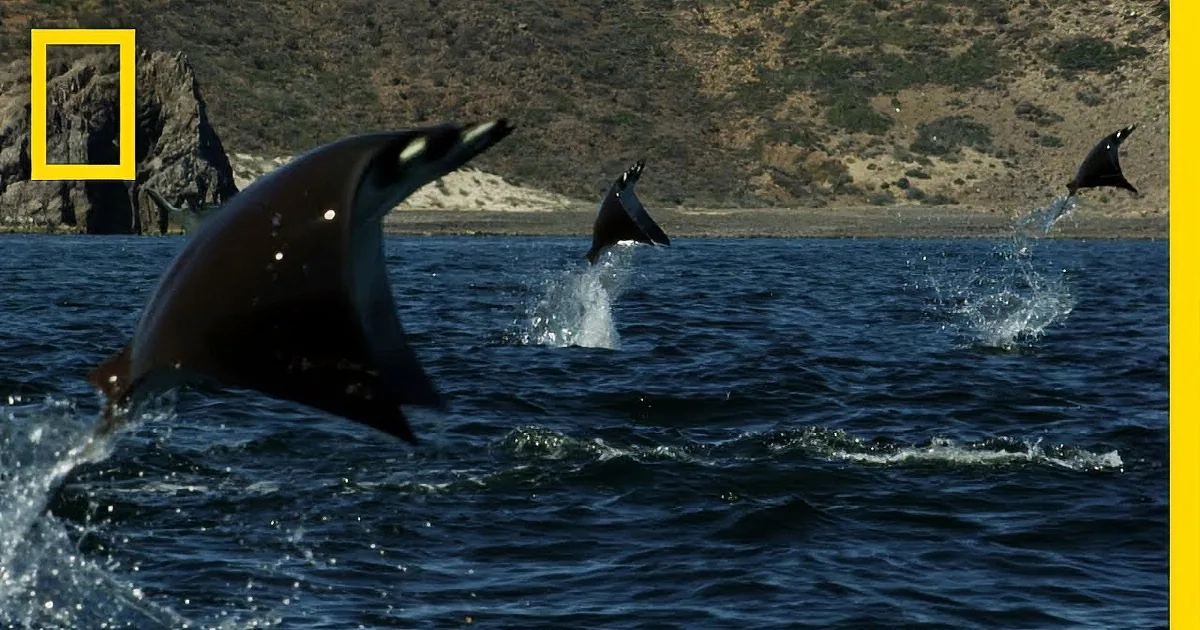 Three dolphins leap out of the ocean, creating splashes, with a rocky coastline in the background.