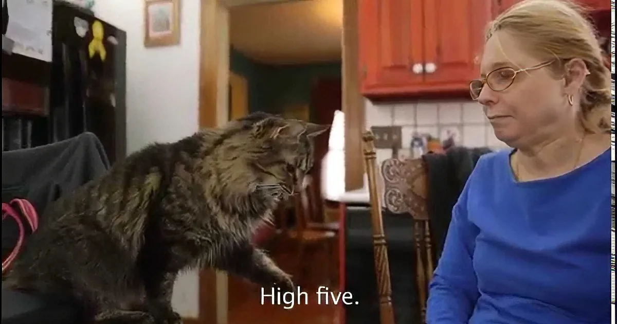 A cat jumps mid-air, seemingly about to high-five a woman in a blue shirt.