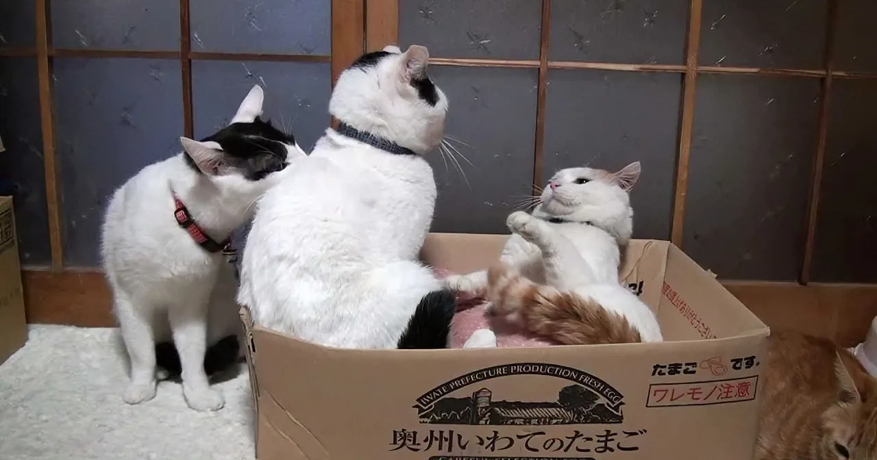 Two white cats and one orange cat are interacting with a cardboard box, with one cat inside and another on top.
