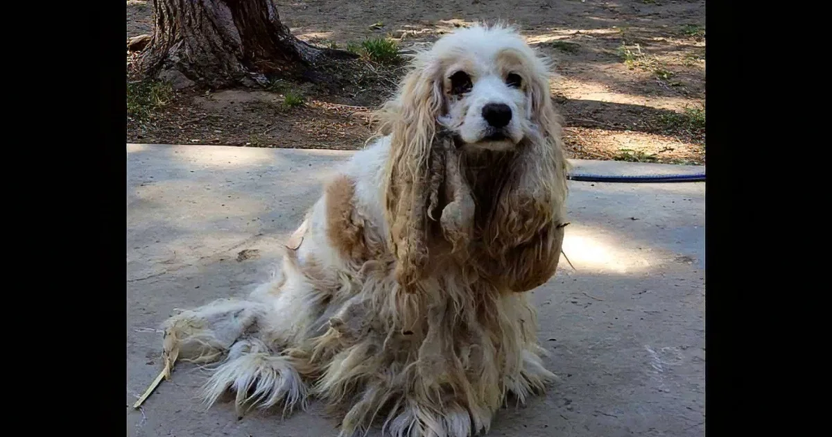 This Poor Dog Was Left to Die in a Desert. What Happens Next Is so Touching It Made Me Cry!
