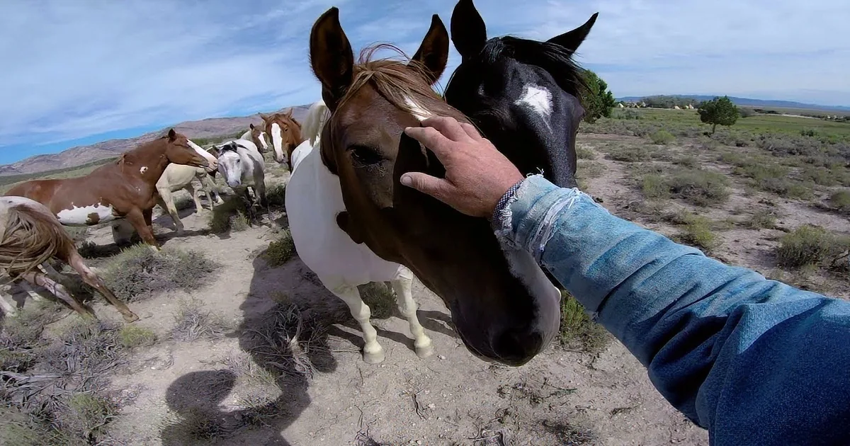 A person pets a brown horse with white markings in a desert landscape, surrounded by other horses.