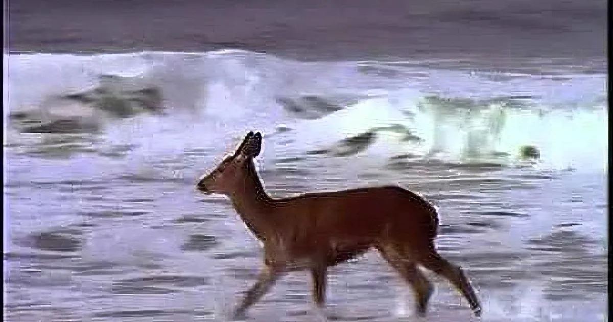 A deer runs through shallow ocean waves, with a blurry background and small inset images.