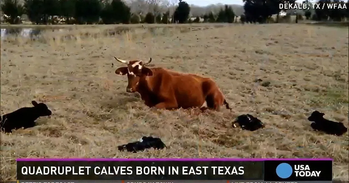 A cow lies in a field with four newborn calves scattered around it.