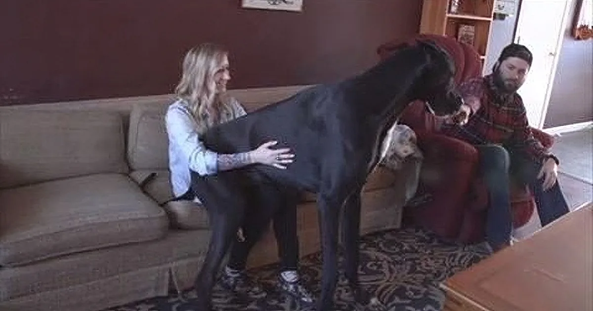 A woman holds a large black dog while a man in a plaid shirt sits nearby in a cozy living room.