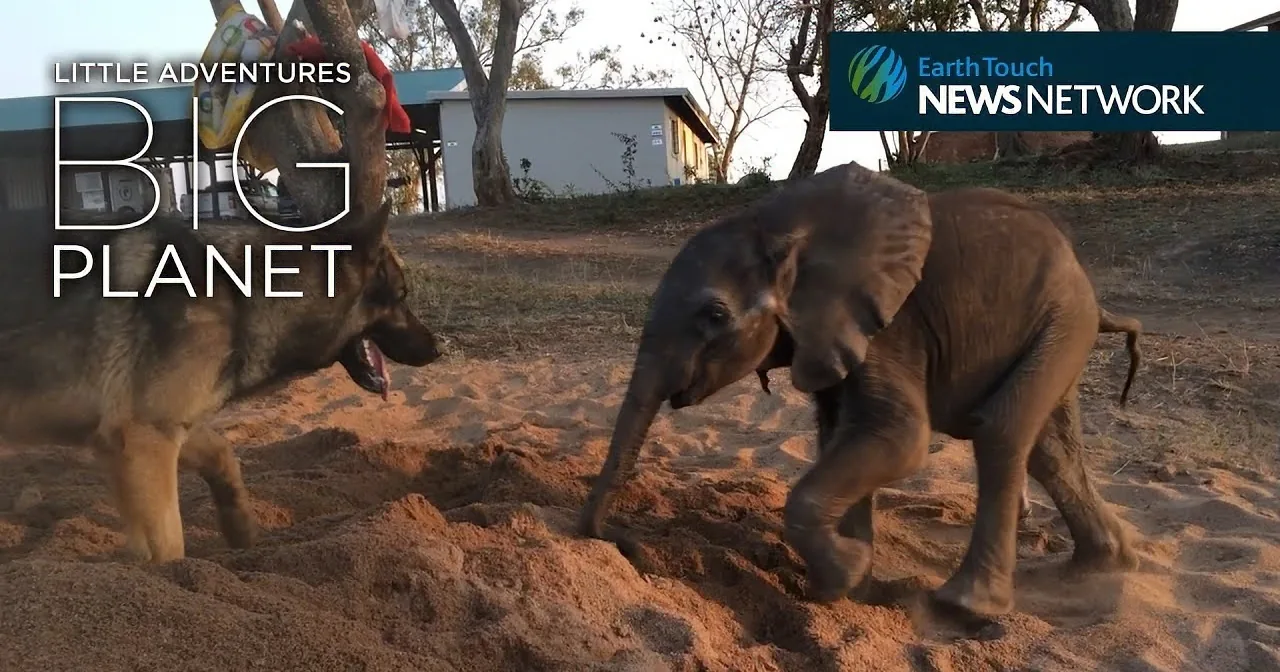 A baby elephant and a dog are playing in sand, with a building and trees in the background.