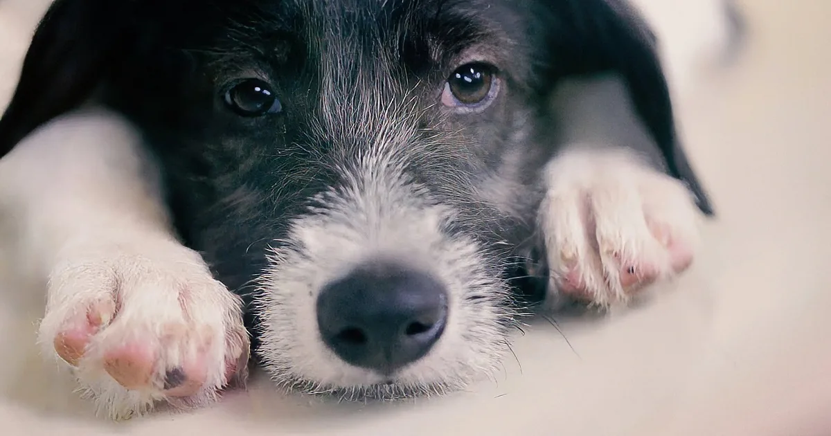 A close-up of a black and white puppy with its paws resting on its face, looking directly at the camera.
