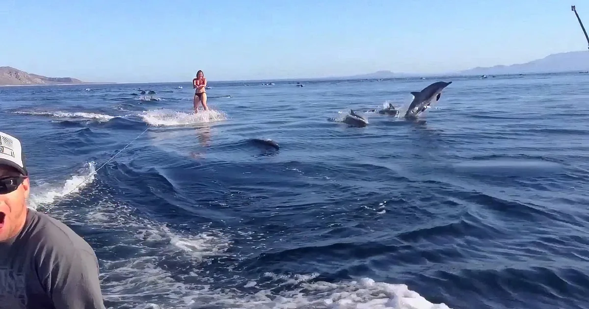 This Wakeboarder Is Joined by a Family of Dolphins!