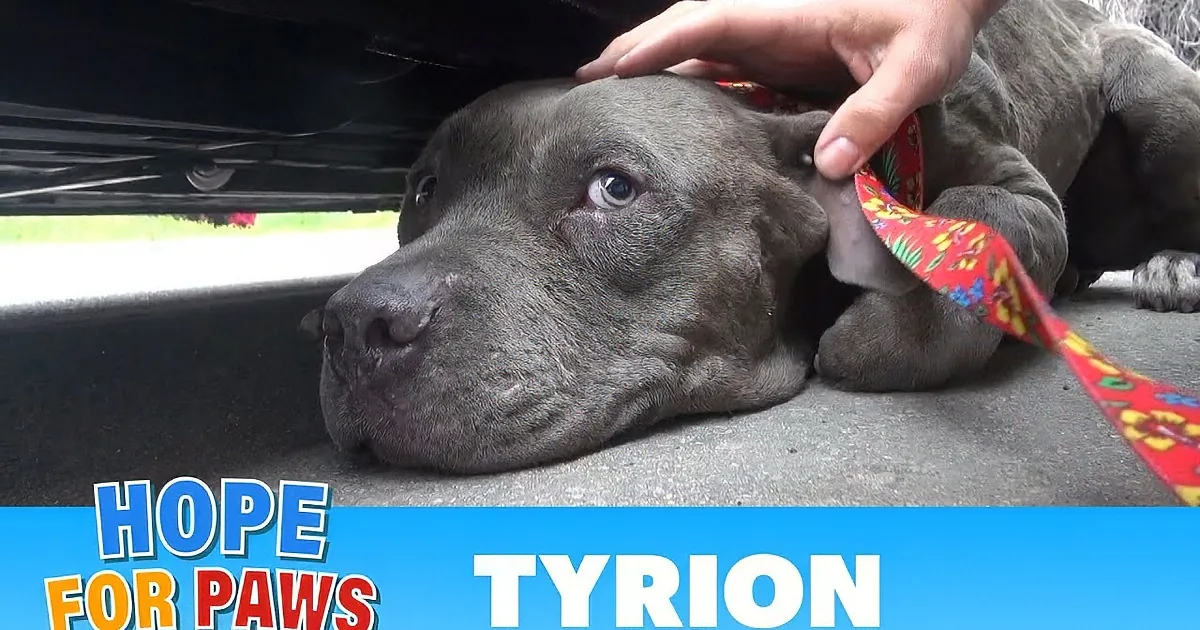 A pit bull puppy with a red ribbon is being petted under a car, rescued moments before disaster.