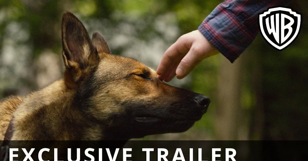 A German Shepherd dog being petted by a person in a forest setting.