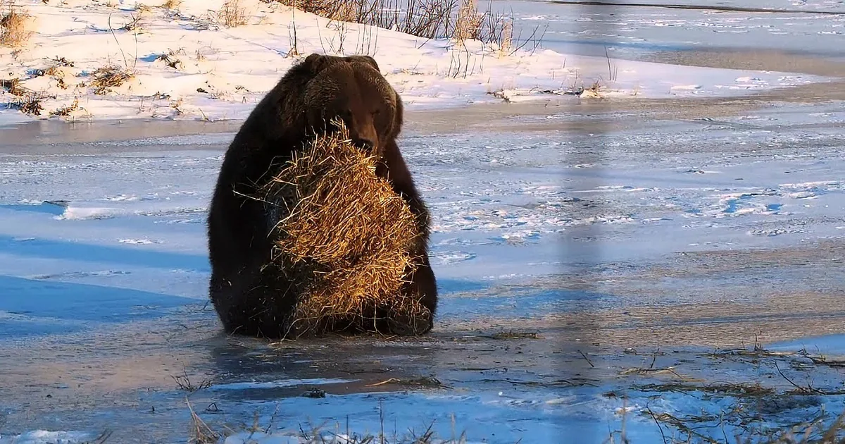 A bear stands in icy water, holding a bundle of hay in its mouth.