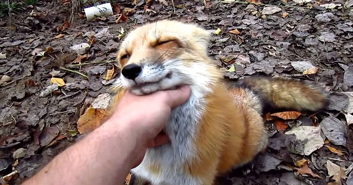 He Approached a Fox in His Yard - What Happens Next? This Is Too Cute for My Heart to Handle!