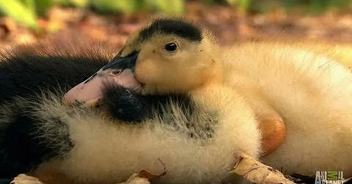 A fluffy duckling with a black head and white body is nestled among autumn leaves.