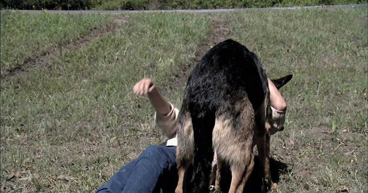 A person and a German Shepherd dog are lying on a grassy field, with the dog partially covering the person.