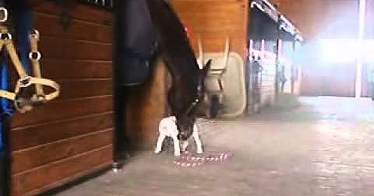 A horse stands in a stable, its head lowered, with a small white dog nearby, both appearing calm.