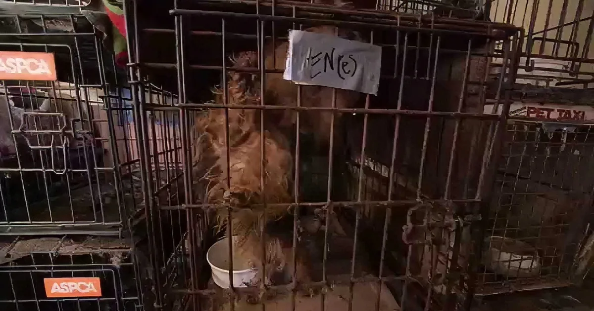 A dog is in a cage with a sign that says "FEN(e)" and a bowl of food.
