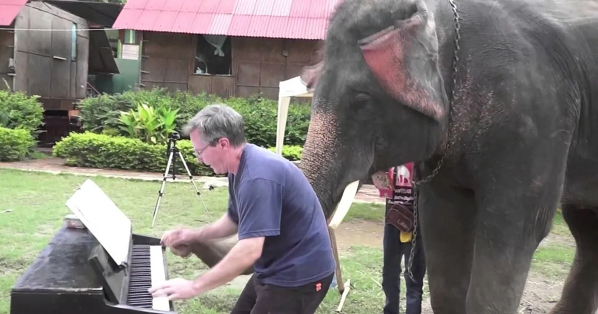 A man plays piano while an elephant stands nearby, both in an outdoor setting with greenery and buildings in the background.