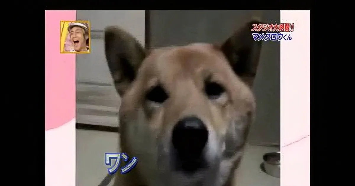 This Dog Barks Softly! I Didn''t Know They Could Do That!