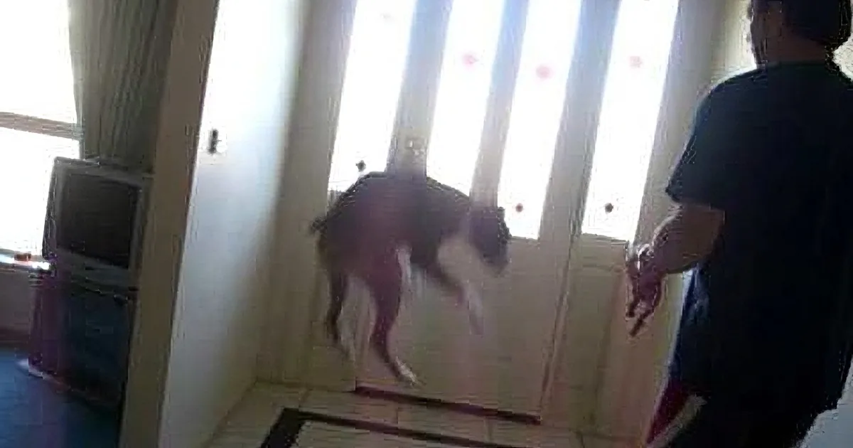 He Asks His Dog to Go for a Walk. the Reaction? Hilarious!