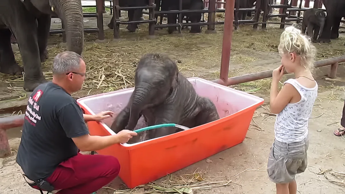 Baby Elephant dives into bath tub