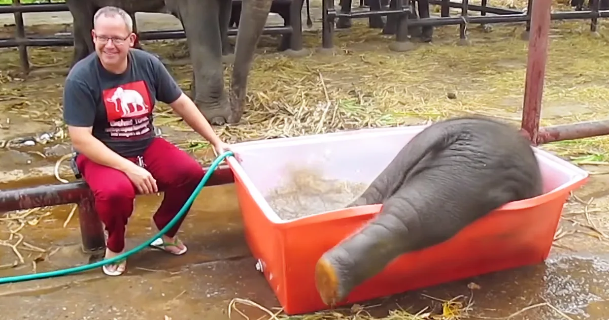 Baby Elephant Clumsily ''Dives'' in for Bath Time and Has Everyone Around Him Bursting With Laughter