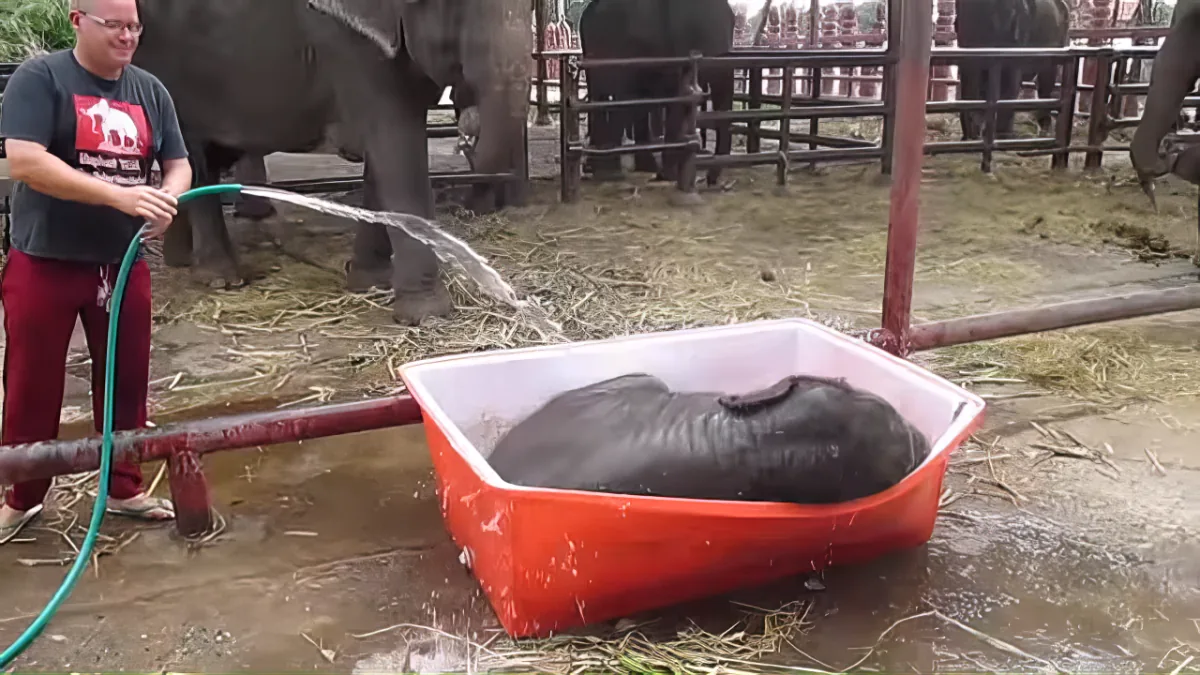 A person pours water from a hose into a red bucket, which is being used to bathe a baby elephant.