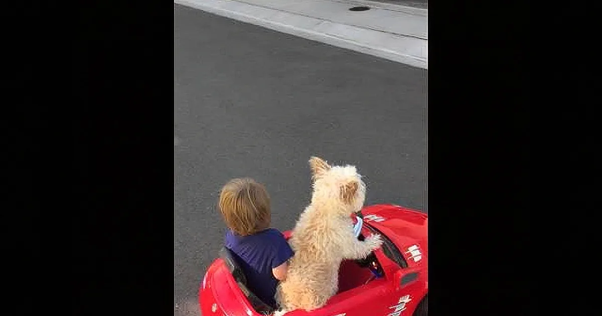 A child and a dog sit in a red toy car, looking ahead on a paved road.