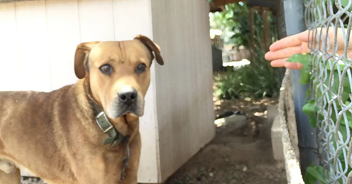 A brown dog with a chain collar stands near a fence, looking at a hand reaching out.