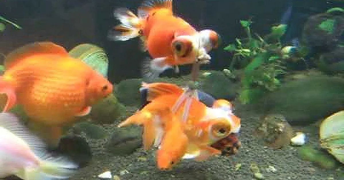 Bright orange and white goldfish swim together in a tank with green plants and rocks.
