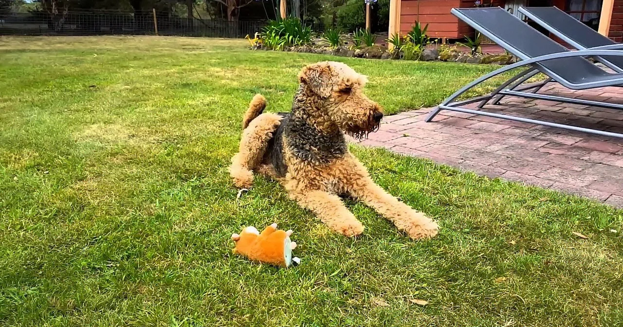 Dad Gave His Dog a New Toy. Wait Till You See How the Pooch Reacts to It! Hilarious!