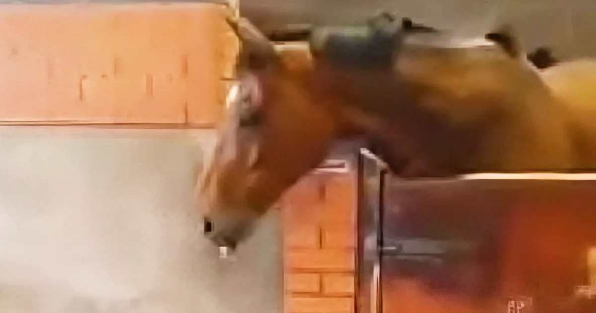 A horse's head is peeking over a wooden fence, looking down.