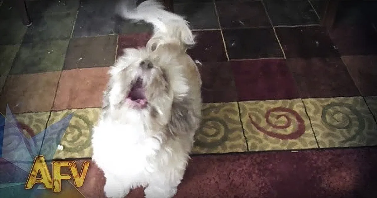 When This Dog Opens His Mouth, You''re Going to Die With Laughter! Lol, This Is Too Much!
