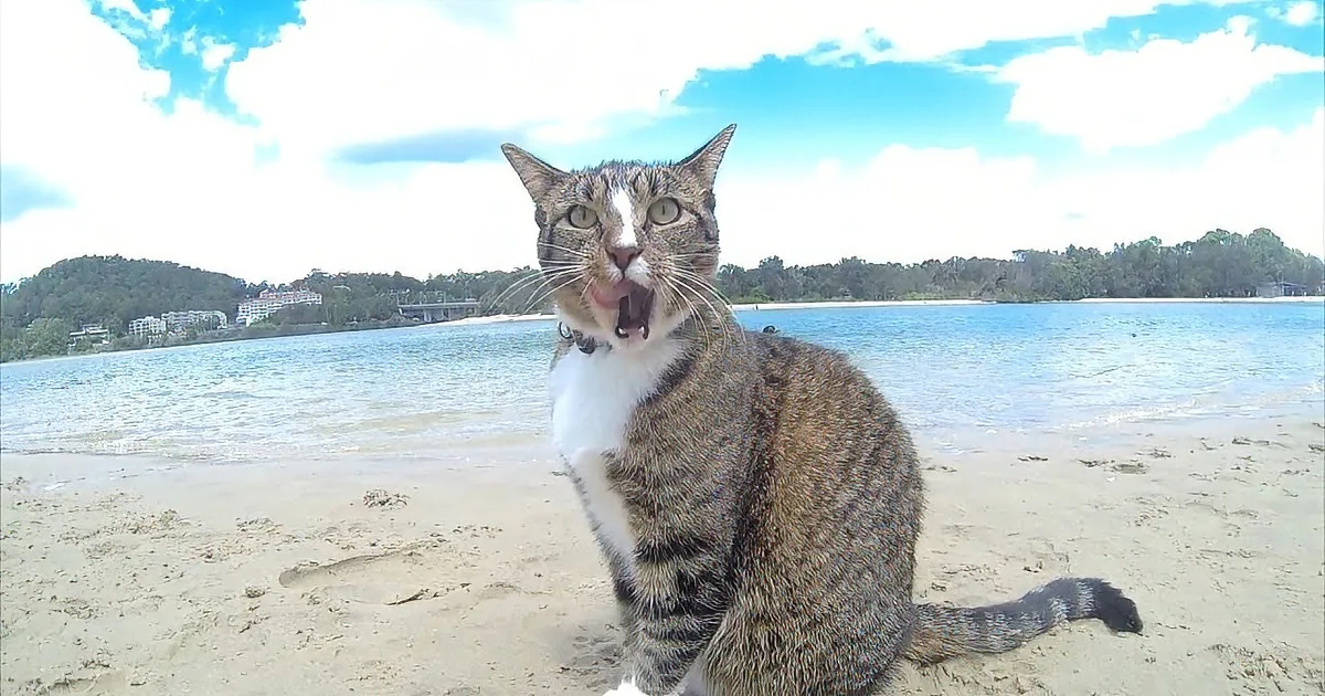 A tabby cat sits on a sandy beach, mouth open, with a scenic view of water and trees in the background.